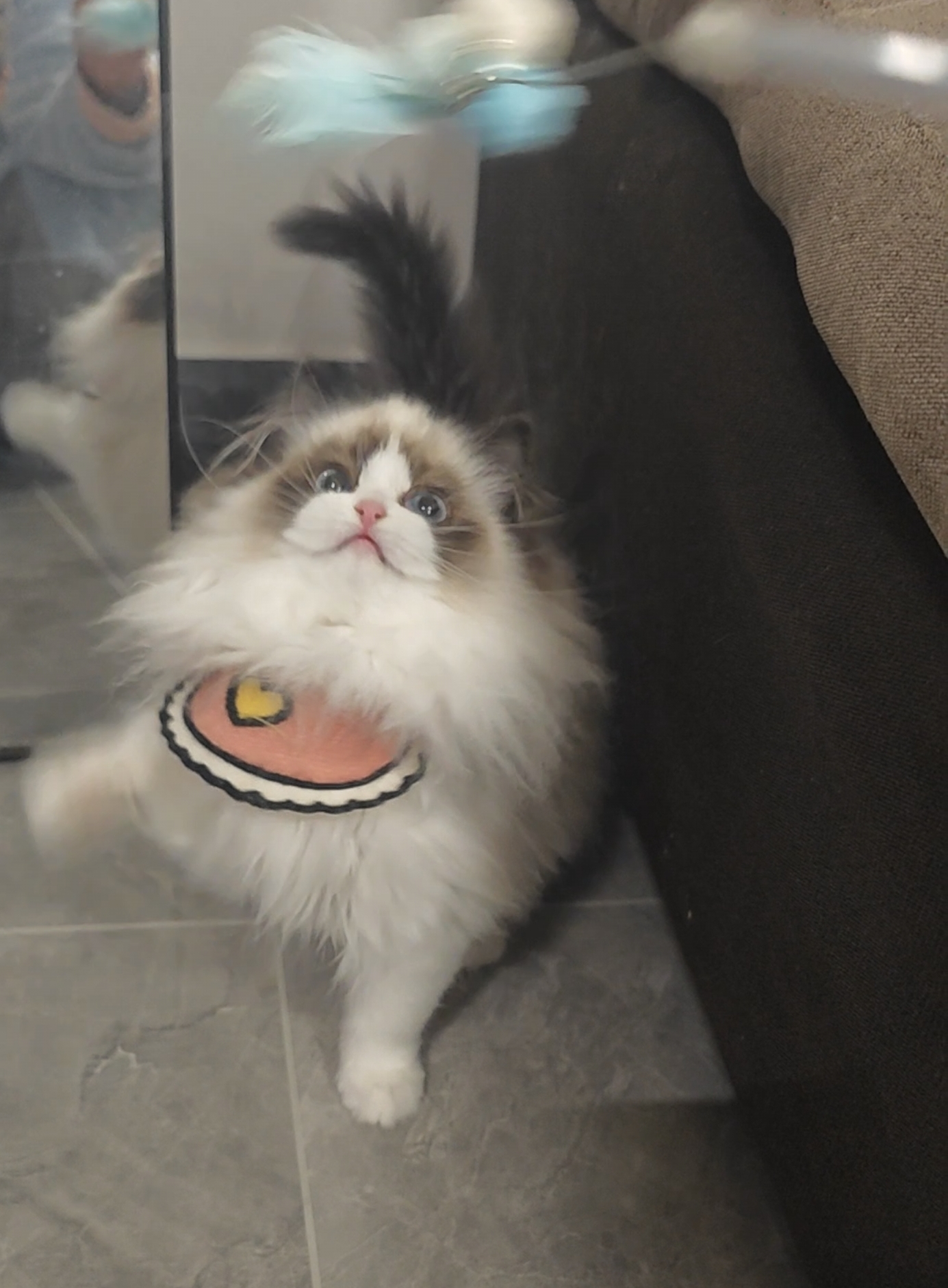 海双布偶猫妹妹,偏远地区不发,拍前请咨询